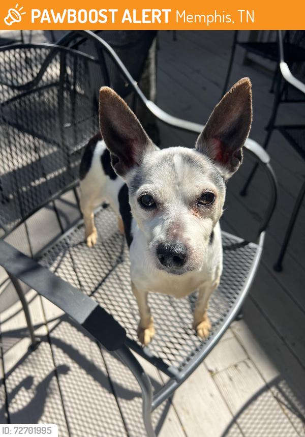 Found/Stray Unknown Dog last seen Summer Avenue, Memphis, TN 38122
