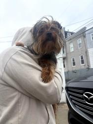 Found/Stray Unknown Dog last seen 11th and Tilghman , Allentown, PA 18102