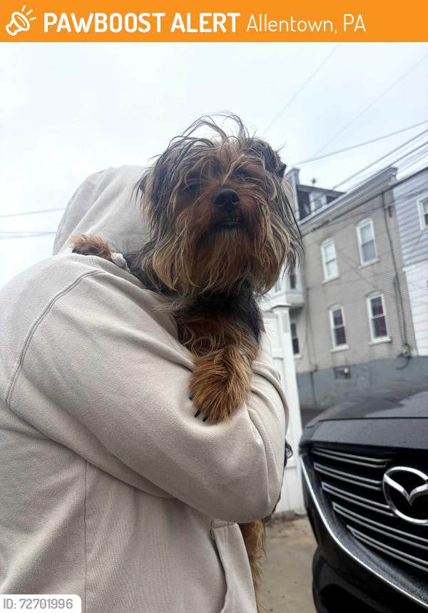 Found/Stray Unknown Dog last seen 11th and Tilghman , Allentown, PA 18102