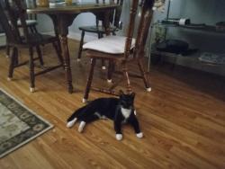 Lost Male Cat last seen Greenspring and Shorewood , Arlington, TX 76016