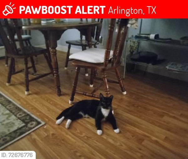 Lost Male Cat last seen Greenspring and Shorewood , Arlington, TX 76016