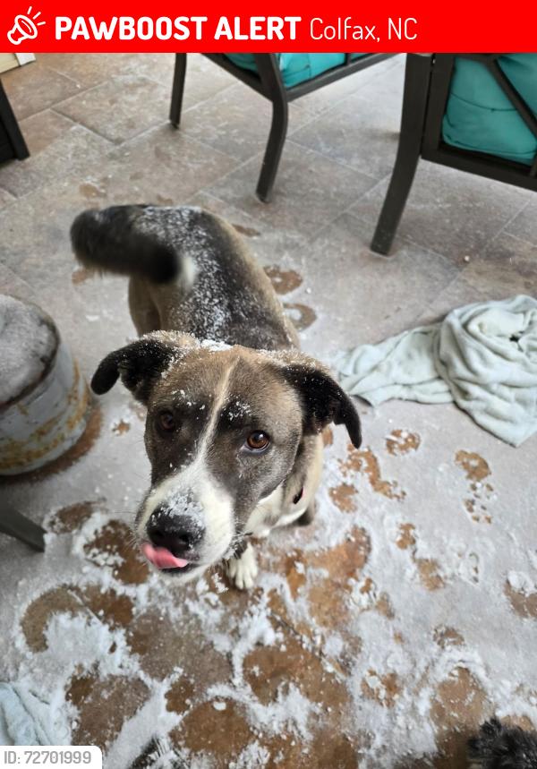 Lost Female Dog last seen Near Dollar General at CrossCreek and W Market St , Colfax, NC 27284