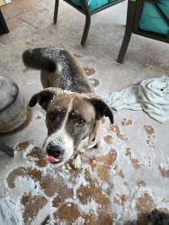 Lost Female Dog last seen Near Dollar General at CrossCreek and W Market St , Colfax, NC 27284