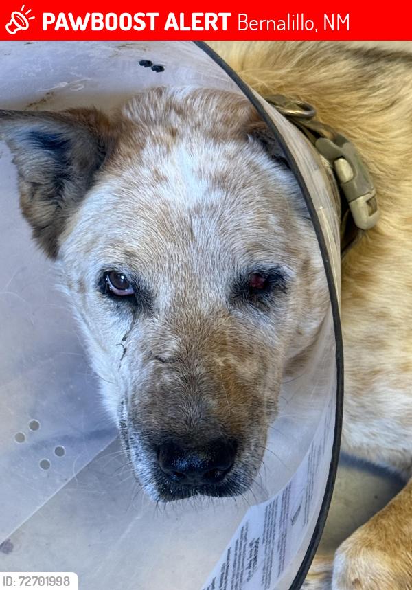 Lost Male Dog last seen Bernalillo middle school , Bernalillo, NM 87043