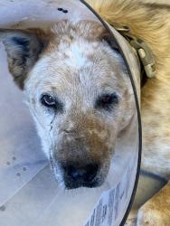 Lost Male Dog last seen Bernalillo middle school , Bernalillo, NM 87043