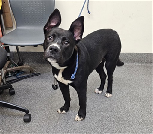 Shelter Stray Male Dog last seen , Los Angeles, CA 90031
