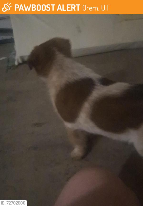 Found/Stray Male Dog last seen Maverick at Genoa , Orem, UT 84097