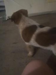 Found/Stray Male Dog last seen Maverick at Genoa , Orem, UT 84097