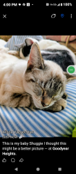 Lost Female Cat last seen Reservoir Park Goodyear heights between Newton and Ottawa Street, Akron, OH 44305