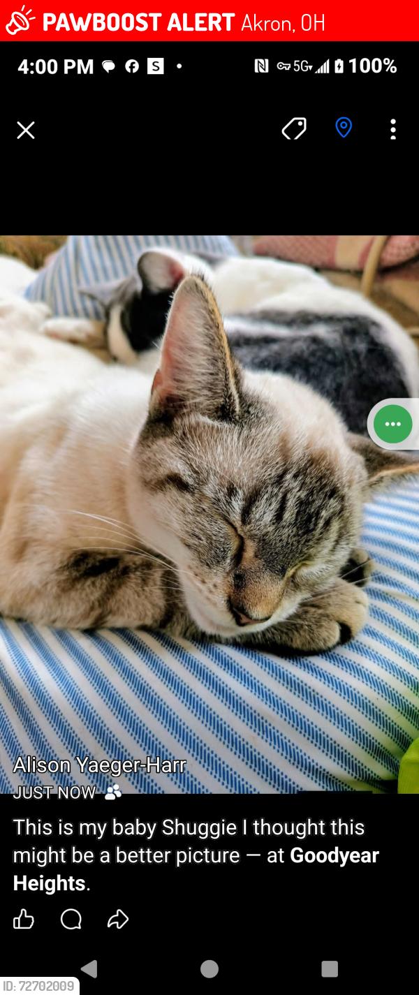 Lost Female Cat last seen Reservoir Park Goodyear heights between Newton and Ottawa Street, Akron, OH 44305