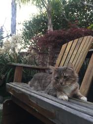 Lost Male Cat last seen hayward, Hayward, CA 94541