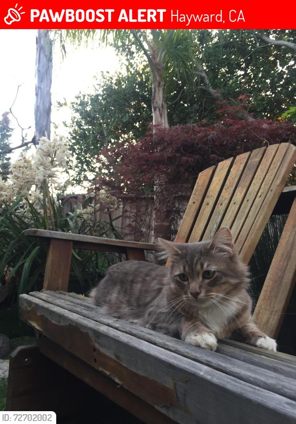 Lost Male Cat last seen hayward, Hayward, CA 94541