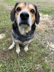 Found/Stray Unknown Dog last seen Utility Rd & Miracle Drive, Rocky Face, GA 30740