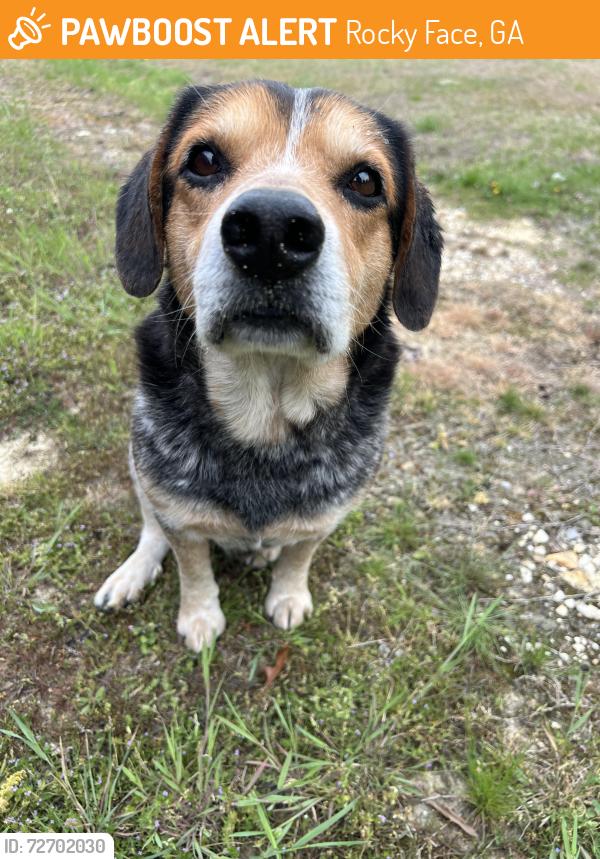 Found/Stray Unknown Dog last seen Utility Rd & Miracle Drive, Rocky Face, GA 30740