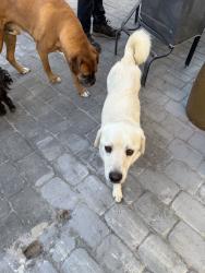 Found/Stray Male Dog last seen Hollywood, Las Vegas, NV 89142