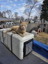 Found/Stray Male Cat last seen Livernois ave , Detroit, MI 48209
