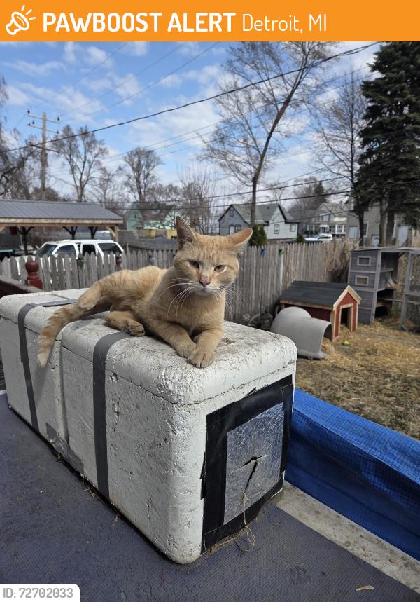 Found/Stray Male Cat last seen Livernois ave , Detroit, MI 48209