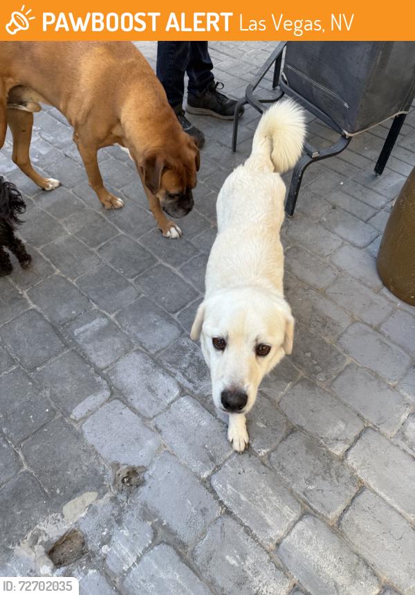 Found/Stray Male Dog last seen Hollywood, Las Vegas, NV 89142