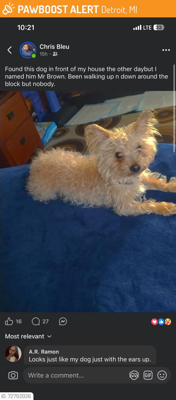 Found/Stray Unknown Dog last seen near Hayes and Whittier in Detroit, Detroit, MI 48205