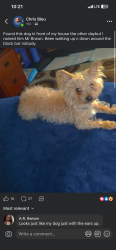 Found/Stray Unknown Dog last seen near Hayes and Whittier in Detroit, Detroit, MI 48205