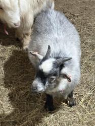 Lost Male Other last seen Woods , Surrey, England 