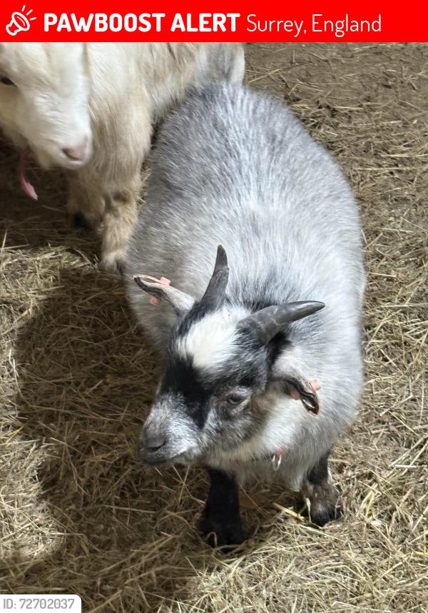 Lost Male Other last seen Woods , Surrey, England 
