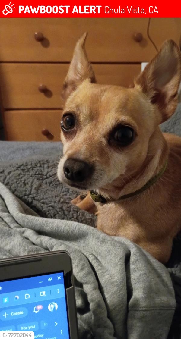 Lost Male Dog last seen Chula vista , Chula Vista, CA 91912
