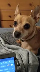 Lost Male Dog last seen Chula vista , Chula Vista, CA 91912