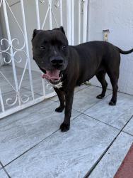 Found/Stray Female Dog last seen Near sw 178 street and sw 107 avenue , Miami, FL 33157