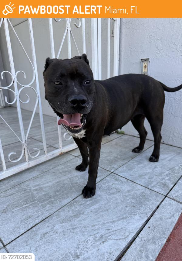 Found/Stray Female Dog last seen Near sw 178 street and sw 107 avenue , Miami, FL 33157