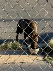 Found/Stray Male Dog last seen Columbia Ave & Erie St. , Tucson, AZ 85745