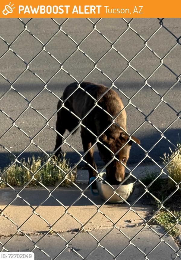 Found/Stray Male Dog last seen Columbia Ave & Erie St. , Tucson, AZ 85745