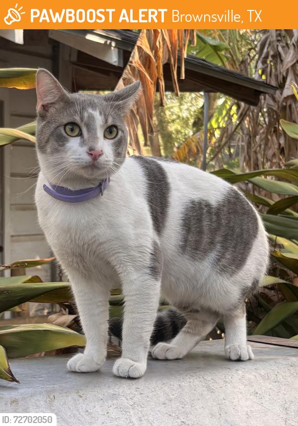 Found/Stray Unknown Cat last seen West 16 and Levee St, Brownsville, TX 78520