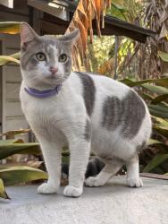 Found/Stray Unknown Cat last seen West 16 and Levee St, Brownsville, TX 78520