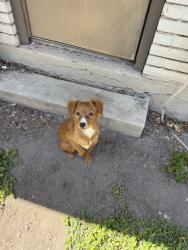 Found/Stray Male Dog last seen Harmony Hills Cabana Club, San Antonio, TX 78216