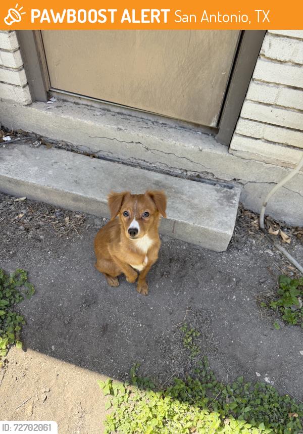 Found/Stray Male Dog last seen Harmony Hills Cabana Club, San Antonio, TX 78216