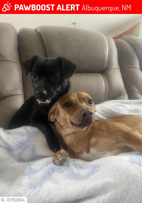 Lost Female Dog last seen At , Albuquerque, NM 87108