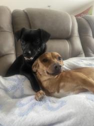 Lost Female Dog last seen At , Albuquerque, NM 87108