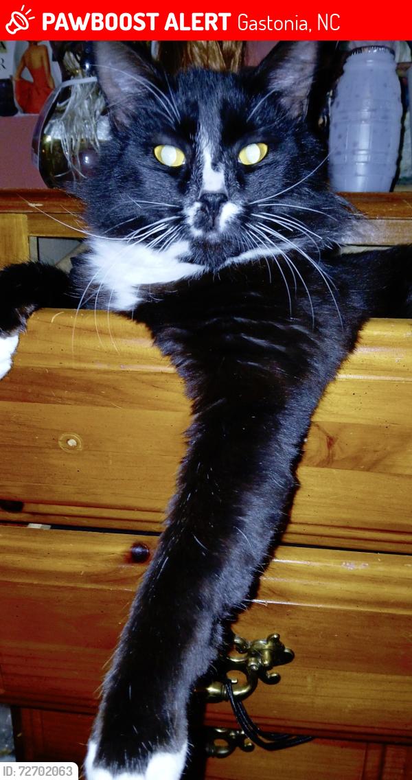 Lost Male Cat last seen H. H. Beam , Gastonia, NC 28052