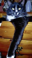 Lost Male Cat last seen H. H. Beam , Gastonia, NC 28052