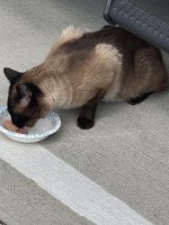 Found/Stray Male Cat last seen apmt complex, Cypress, TX 77429