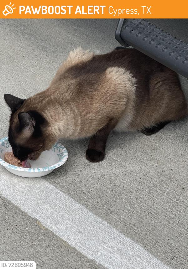 Found/Stray Male Cat last seen apmt complex, Cypress, TX 77429
