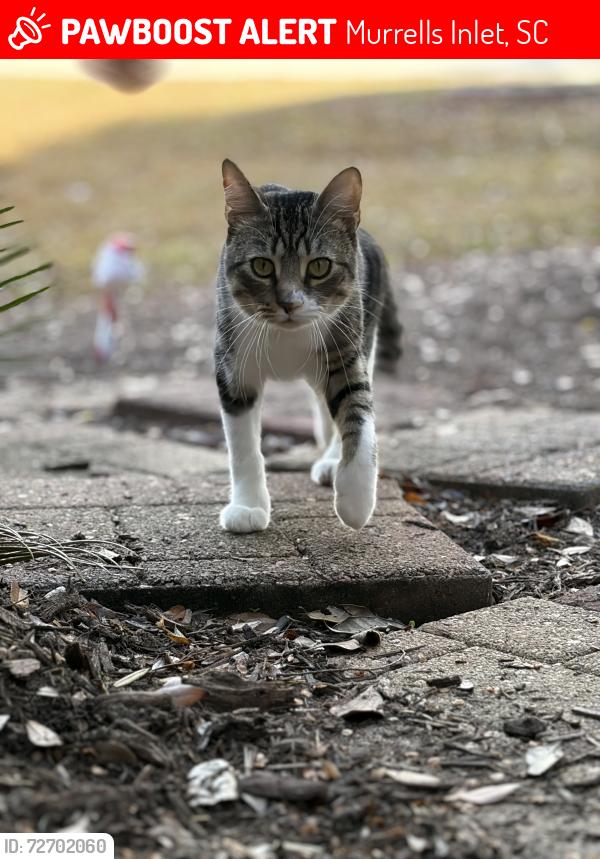 Lost Male Cat last seen Wachesaw East golf coarse , Murrells Inlet, SC 29576