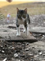 Lost Male Cat last seen Wachesaw East golf coarse , Murrells Inlet, SC 29576