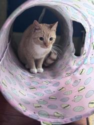 Lost Female Cat last seen Ramona Ln and Tara Ln, Saint Charles, MO 63304