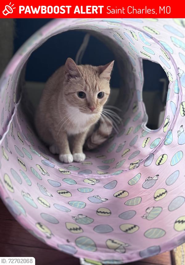Lost Female Cat last seen Ramona Ln and Tara Ln, Saint Charles, MO 63304