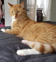 Lost Male Cat last seen Diekman School, Dolton, IL 60419