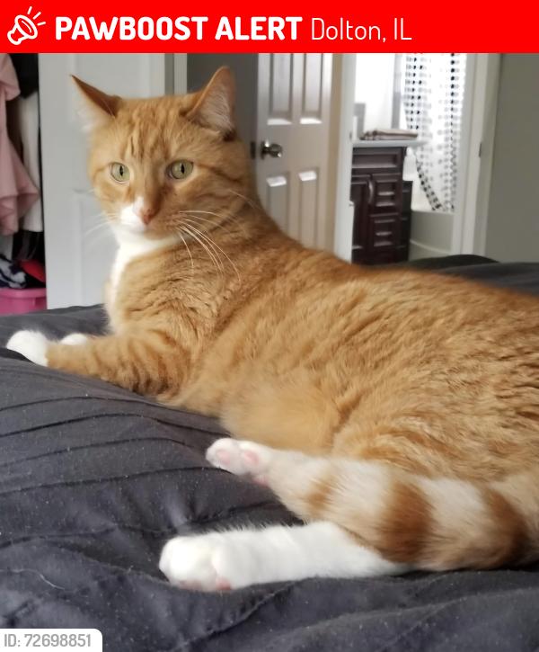 Lost Male Cat last seen Diekman School, Dolton, IL 60419
