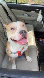 Found/Stray Male Dog last seen Cheek Rd near the little general store , Durham, NC 27704