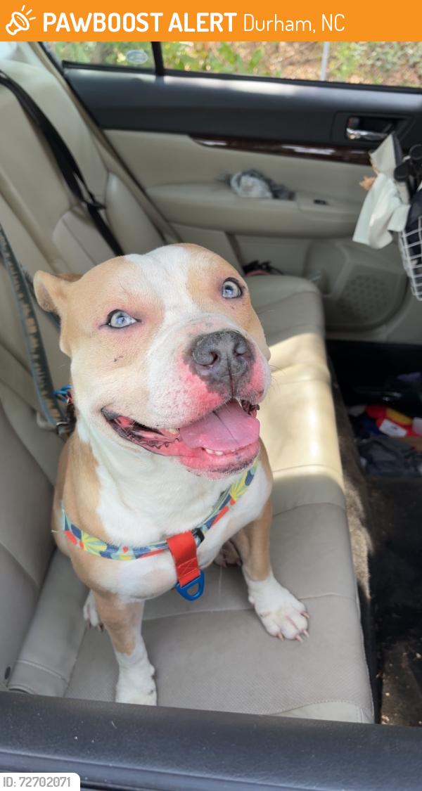 Found/Stray Male Dog last seen Cheek Rd near the little general store , Durham, NC 27704